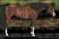 Horse Color:White Spotted Liver Chestnut Sabino Rabicano  and Bay Sabino Rabicano 