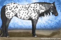 Horse Color:Blue Roan Near Leopard 
