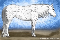 Horse Color:Blue Roan Appaloosa 