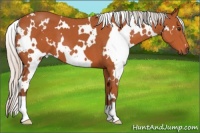 Horse Color:White Spotted Silver Brown