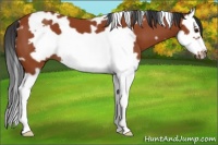 Horse Color:White Spotted Bay Splash Frame