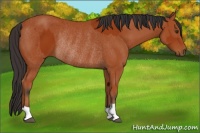 Horse Color:Bay Rabicano and Bay Rabicano