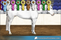 Horse Color:Grullo Appaloosa Brindle 