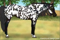 Horse Color:Midnight Brown Appaloosa 