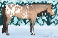 Horse Color:Buckskin Roan Appaloosa