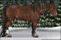 Horse Color:Gray Liver Chestnut Sabino Rabicano  and Gray Bay Sabino Rabicano 