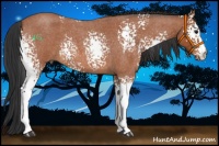 Horse Color:White Spotted Bay Roan 
