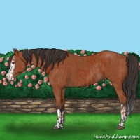 Horse Color:Bay Sabino Rabicano  and Bay Sabino Splash Rabicano 