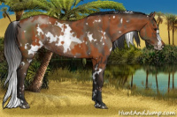 Horse Color:Bay Sabino Rabicano  and Gray White Spotted Brown Pearl Sabino Rabicano
