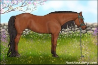 Horse Color:Brown Sabino Rabicano  and Bay Sabino 