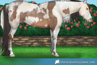 Horse Color:Sable Champagne Tobiano Rabicano and Silver Perlino Splash Tobiano Rabicano