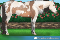 Horse Color:Sable Champagne Tobiano Rabicano  and Silver Perlino Splash Tobiano Rabicano 