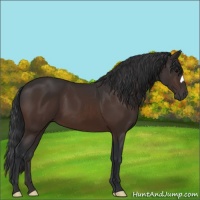 Horse Color:Brown 