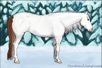 Horse Color:White Spotted Chestnut