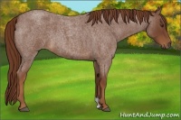 Horse Color:Red Roan 