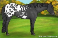 Horse Color:Blue Roan Appaloosa