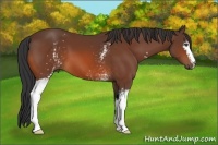 Horse Color:White Spotted Bay 