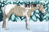 Horse Color:Buckskin Ice Dun Splash Tobiano Rabicano