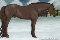 Horse Color:Liver Chestnut 