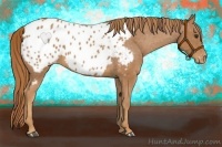 Horse Color:Chestnut Appaloosa 