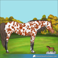 Horse Color:Bay Sabino Appaloosa Rabicano  and Bay Sabino Appaloosa Rabicano 