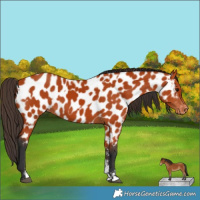 Horse Color:Bay Sabino Appaloosa Rabicano  and Bay Sabino Appaloosa Rabicano 