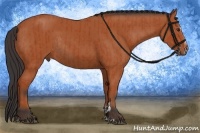 Horse Color:Bay Sabino Rabicano  and Bay Sabino Rabicano 