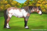 Horse Color:Liver Red Roan Sabino Rabicano  and Bay Roan Sabino Frame Rabicano 