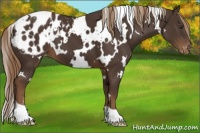Horse Color:White Spotted Liver Chestnut Appaloosa 