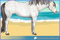 Horse Color:Liver Red Dun Sabino Rabicano and Sable Champagne Roan Dun Sabino Rabicano