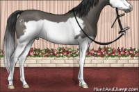 Horse Color:Grullo Splash Frame 