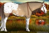 Horse Color:Buckskin Roan Dun Splash Appaloosa 