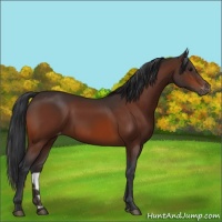 Horse Color:Bay Appaloosa 