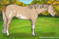 Horse Color:Red Dun Splash Frame and Red Dun Splash Frame