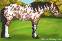 Horse Color:Brown Near Leopard  and Brown Near Leopard 