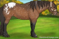 Horse Color:Buckskin Blanket 