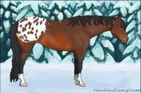 Horse Color:Bay Appaloosa 