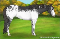 Horse Color:White Spotted Smoky Black Appaloosa