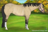 Horse Color:Buckskin Dun Rabicano 