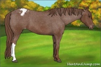 Horse Color:Chestnut Appaloosa 