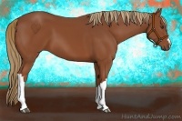 Horse Color:Chestnut 