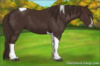 Horse Color:Gray Chestnut Splash Tobiano