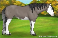 Horse Color:Grullo Splash