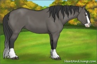 Horse Color:Grullo Splash 