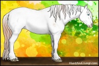 Horse Color:Buckskin Pearl Sabino Appaloosa
