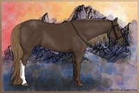 Horse Color:Liver Chestnut 