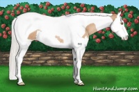 Horse Color:Silver Brown Pearl Splash Tobiano Rabicano 