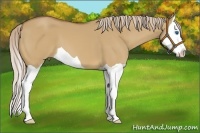Horse Color:Red Dun Splash 