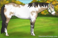 Horse Color:Buckskin Dun Frame 