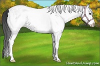 Horse Color:White Spotted Black 